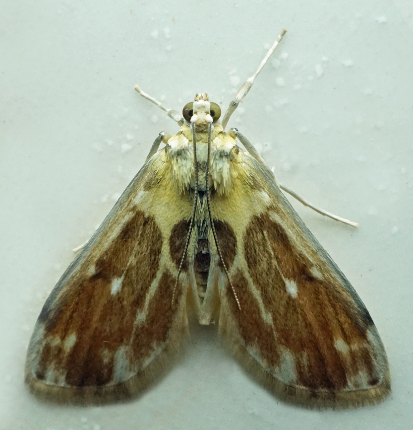 #1356 Dapa, Valle Del Cauca<br />
2100m National Moth Week 2022,moth week 2022