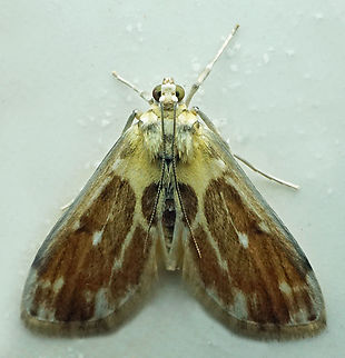 #1356 Dapa, Valle Del Cauca
2100m National Moth Week 2022,moth week 2022