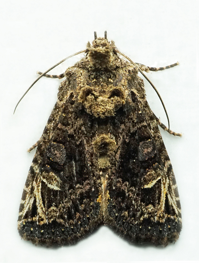 #1357 Dapa, Valle Del Cauca<br />
2100m National Moth Week 2022,moth week 2022