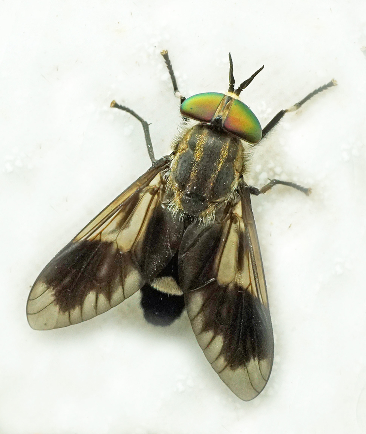 Family: Tabanidae Dapa, Valle Del Cauca<br />
2100m