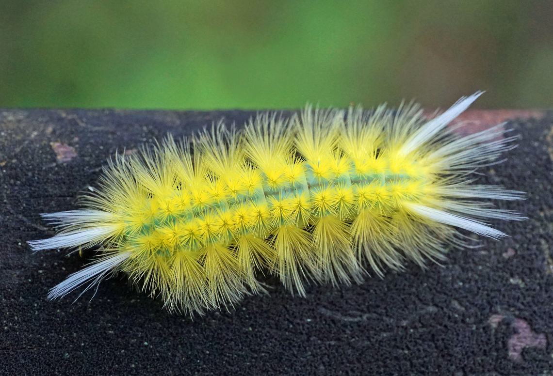Lophocampa annulosa Dapa, Valle Del Cauca<br />
2100m Lophocampa annulosa,Santa Ana tussock moth