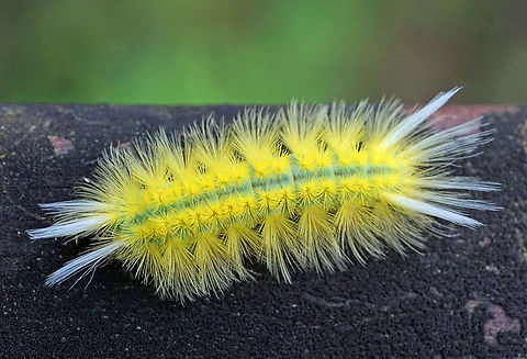 Lophocampa annulosa Dapa, Valle Del Cauca
2100m Lophocampa annulosa,Santa Ana tussock moth