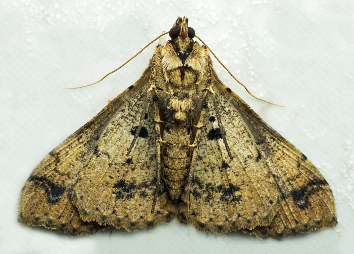 #1358 Dapa, Valle Del Cauca<br />
2100m