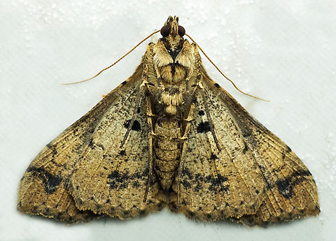 #1358 Dapa, Valle Del Cauca
2100m