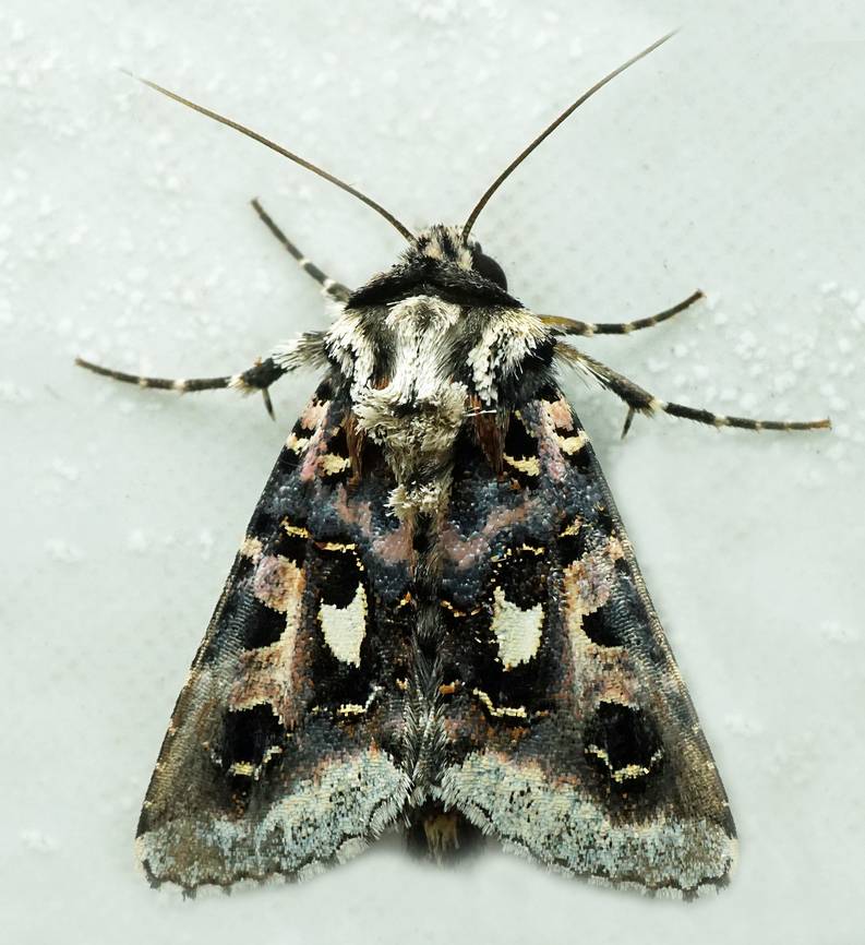 Dargida gumia Dapa, Valle Del Cauca<br />
2100m