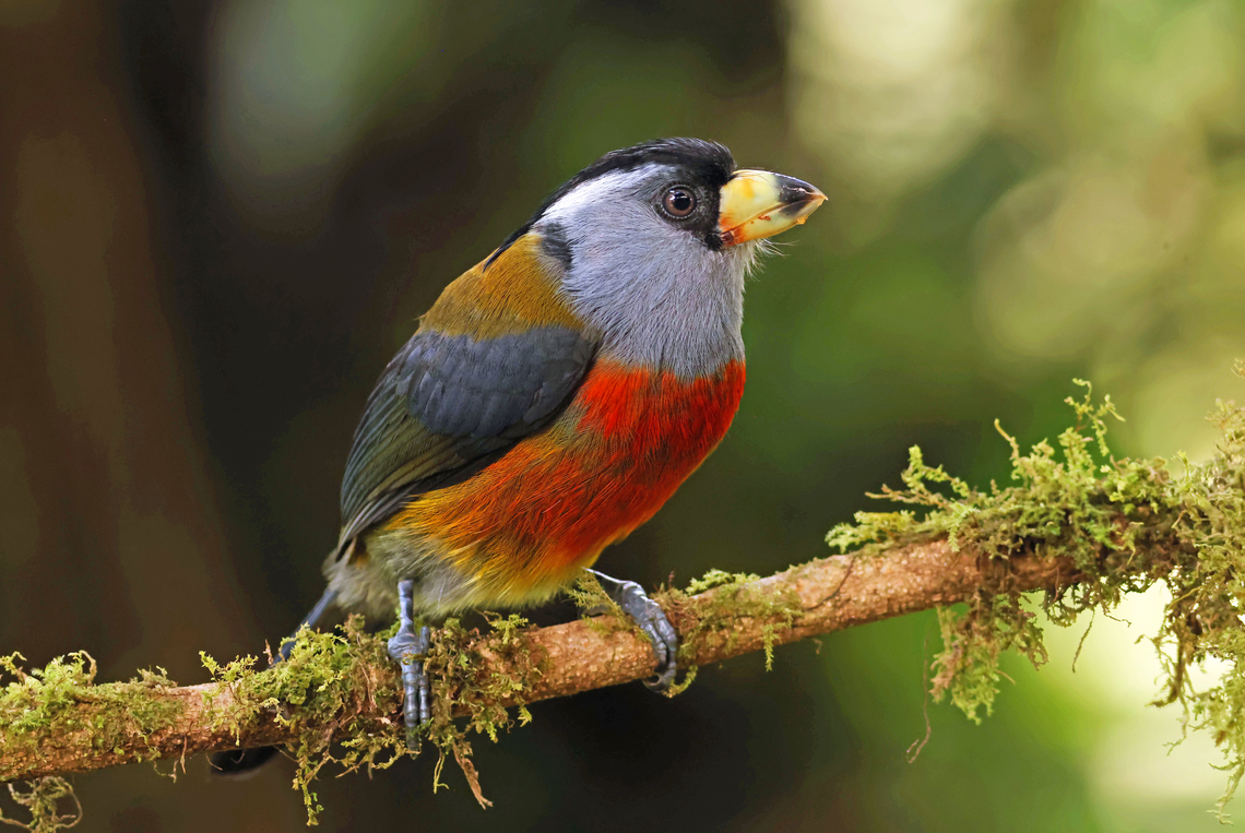 Toucan barbet (Semnornis ramphastinus) Valle Del Cauca Department Semnornis ramphastinus,Toucan Barbet