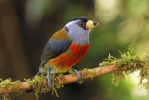 Toucan barbet (Semnornis ramphastinus) Valle Del Cauca Department Semnornis ramphastinus,Toucan Barbet