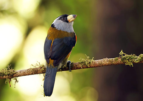 Toucan barbet (Semnornis ramphastinus) Valle Del Cauca Department Semnornis ramphastinus,Toucan Barbet