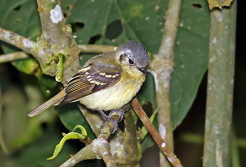 Ashy-headed Tyrannulet Valle Del Cauca Department Ashy-headed tyrannulet,Phyllomyias cinereiceps