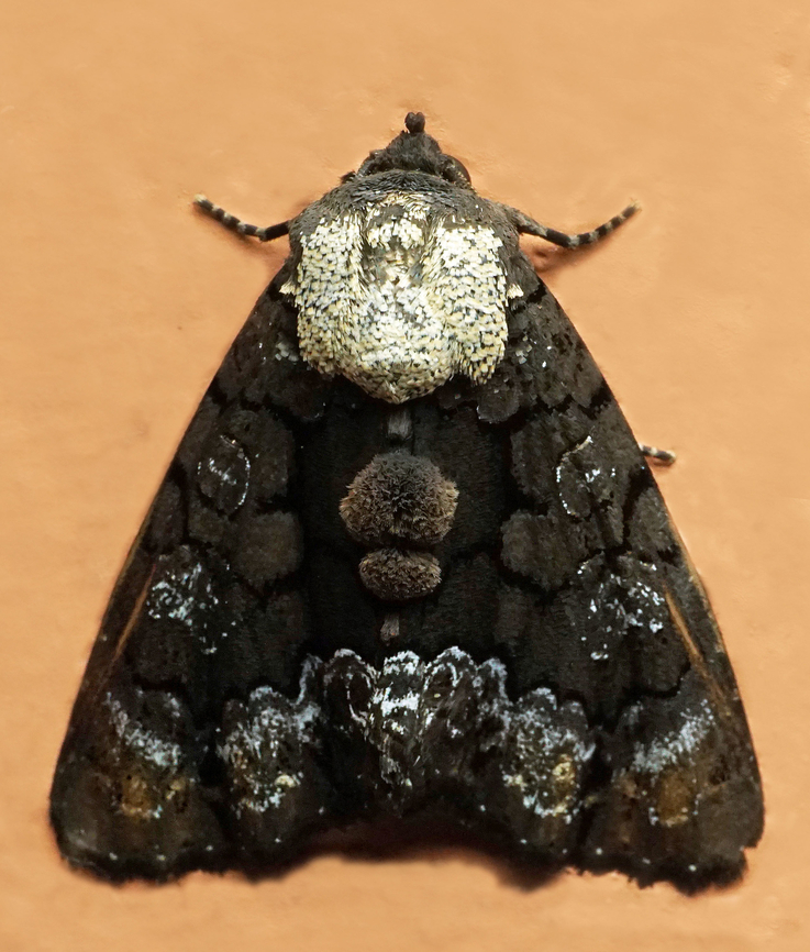 Cropia isidora Dapa, Valle Del Cauca<br />
2100m Cropia isidora