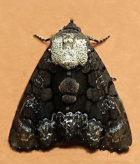 Cropia isidora Dapa, Valle Del Cauca
2100m Cropia isidora