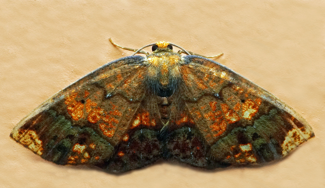 Melinodes sp. Dapa, Valle Del Cauca<br />
2100m