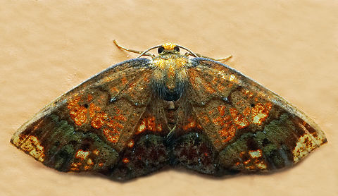 Melinodes sp. Dapa, Valle Del Cauca
2100m