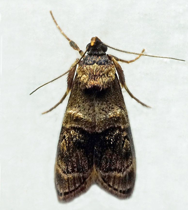 #1361 Dapa, Valle Del Cauca<br />
2100m