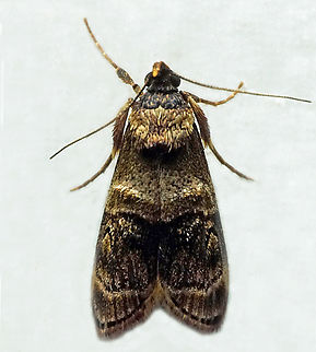 #1361 Dapa, Valle Del Cauca
2100m