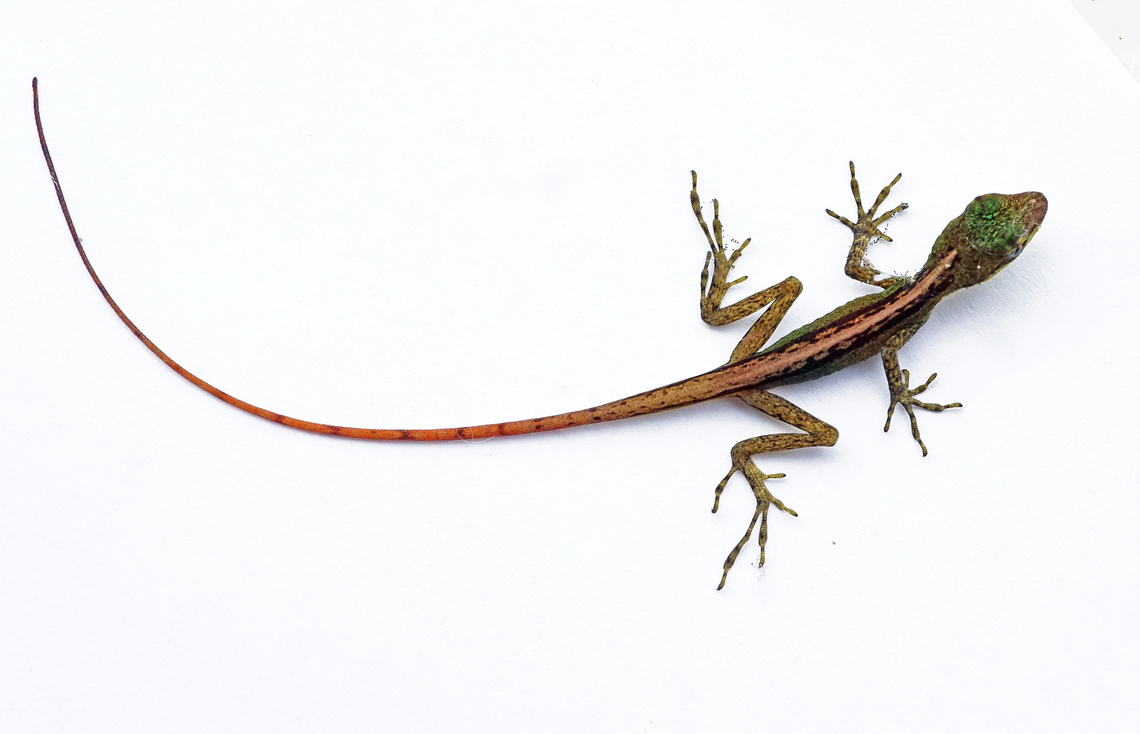 Anole Dapa, Valle Del Cauca<br />
2100m