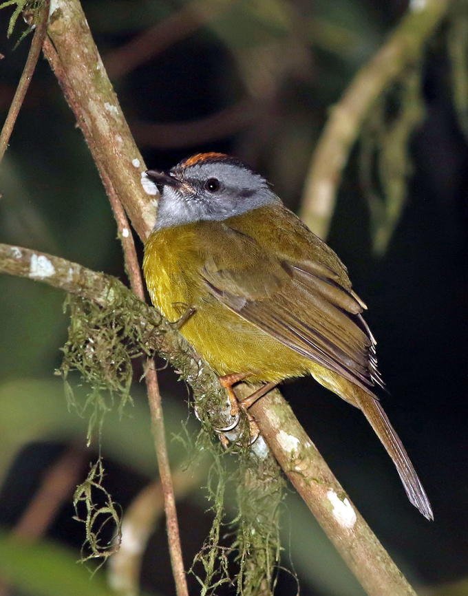 Russet-crowned Warbler Dapa, Valle Del Cauca<br />
2100m Myiothlypis coronata,Russet-crowned warbler