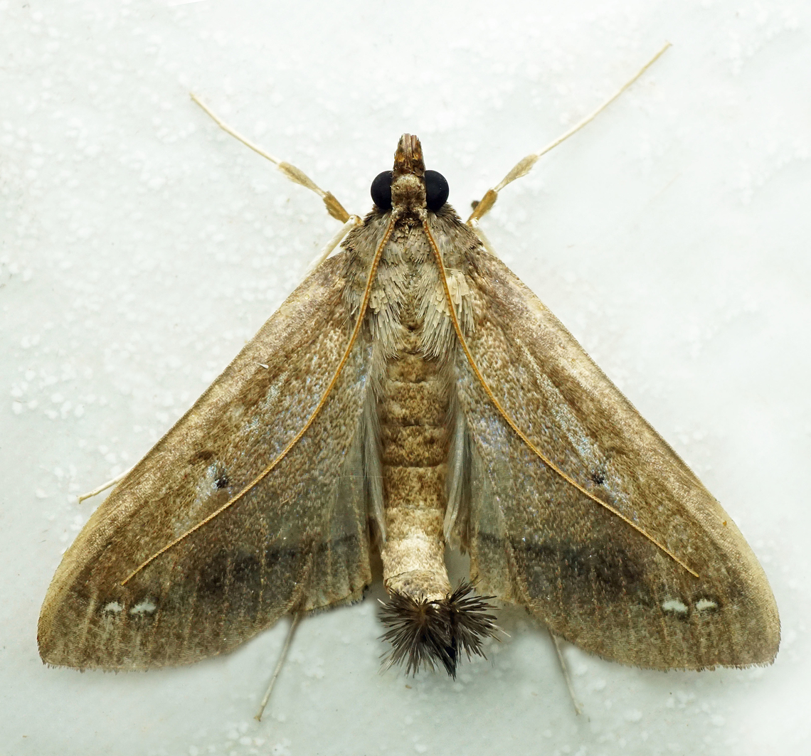 Daphnia sp. Dapa, Valle Del Cauca<br />
2100m