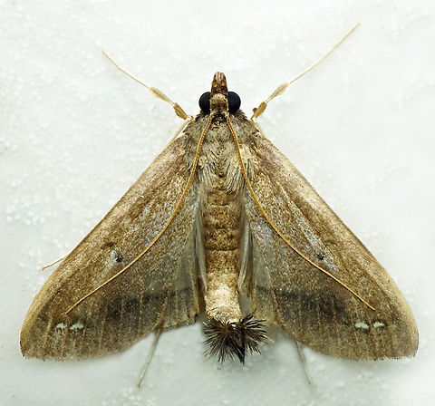 Daphnia sp. Dapa, Valle Del Cauca
2100m