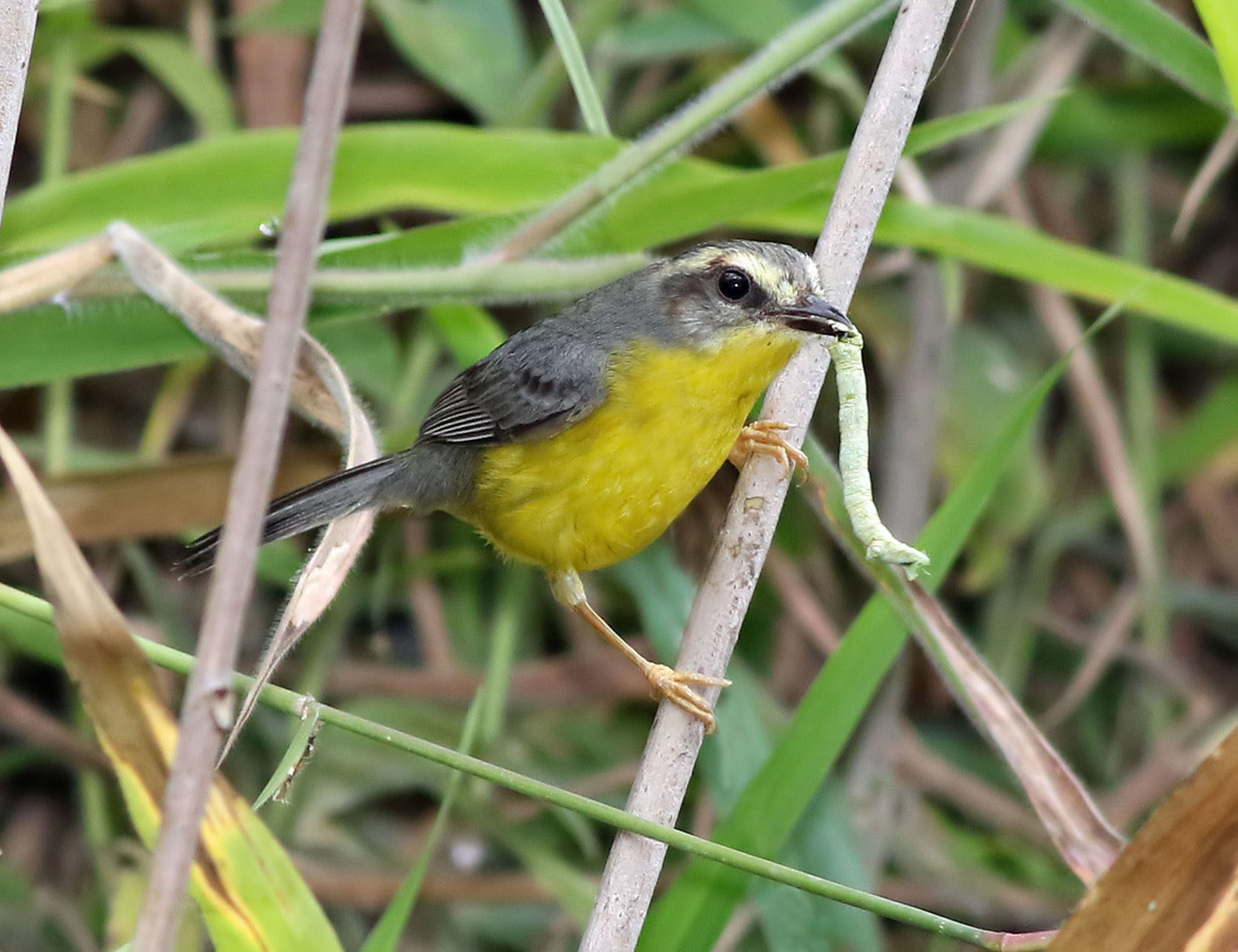 Golden-crowned Warbler Dapa, Valle Del Cauca<br />
2100m Basileuterus culicivorus,Golden-crowned warbler