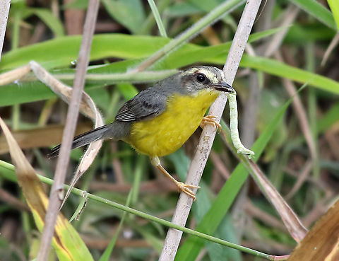 Golden-crowned Warbler Dapa, Valle Del Cauca
2100m Basileuterus culicivorus,Golden-crowned warbler