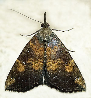 #1364 Dapa, Valle Del Cauca
2100m