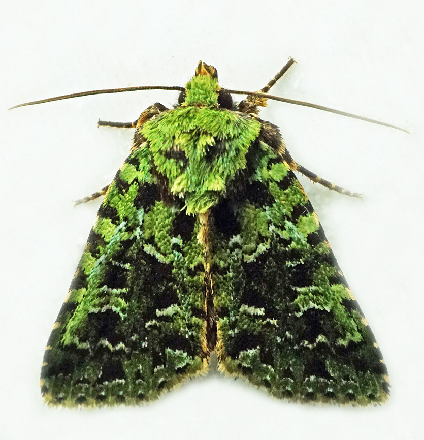 #1365 Dapa, Valle Del Cauca<br />
2100m