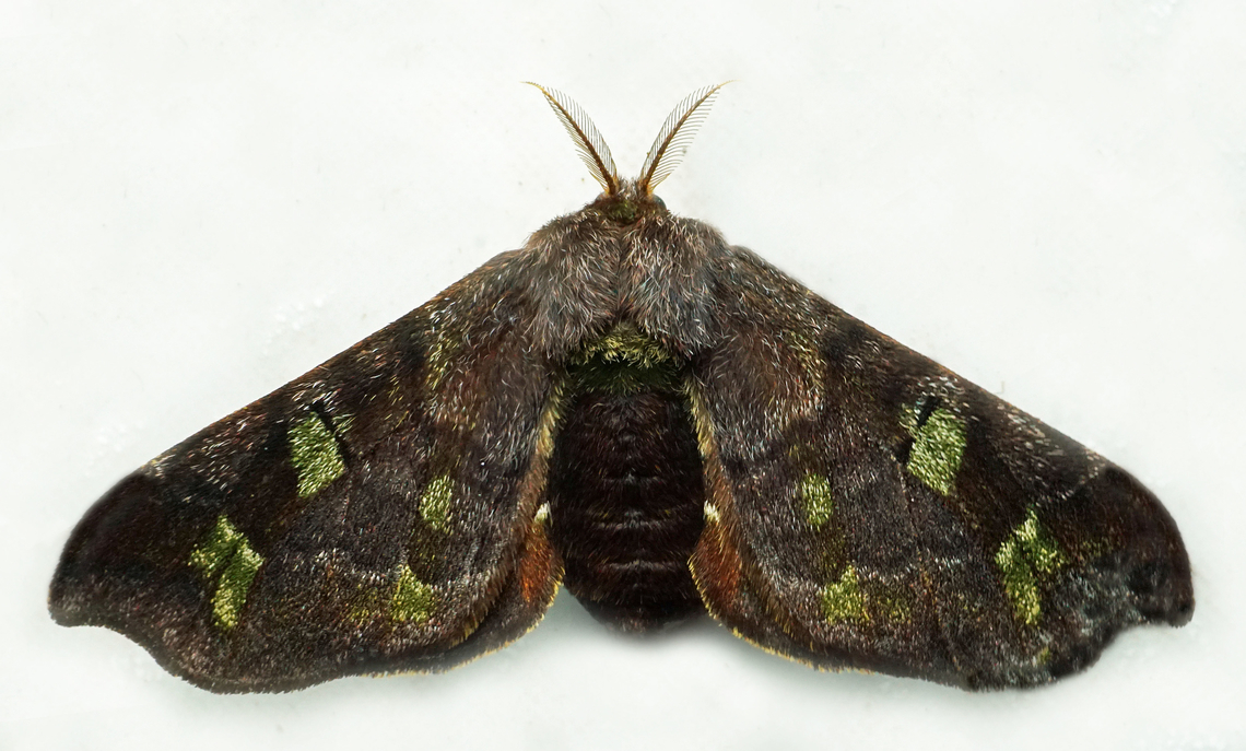 Quentalia sp Dapa, Valle Del Cauca<br />
2100m