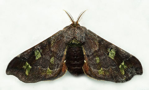 Quentalia sp Dapa, Valle Del Cauca
2100m