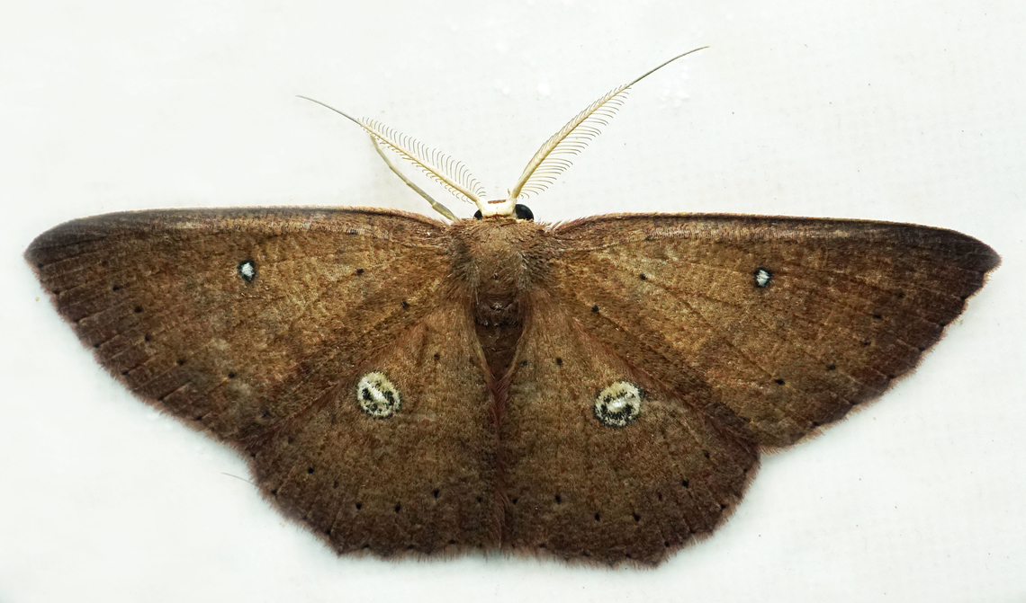 Cyclophora dicycla Dapa, Valle Del Cauca<br />
2100m Cyclophora dicycla
