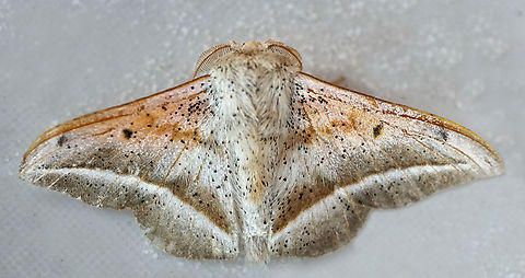 Druentica sp. Dapa, Valle Del Cauca
2100m