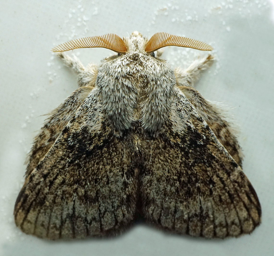 Eugyphis elena Dapa, Valle Del Cauca<br />
2100m