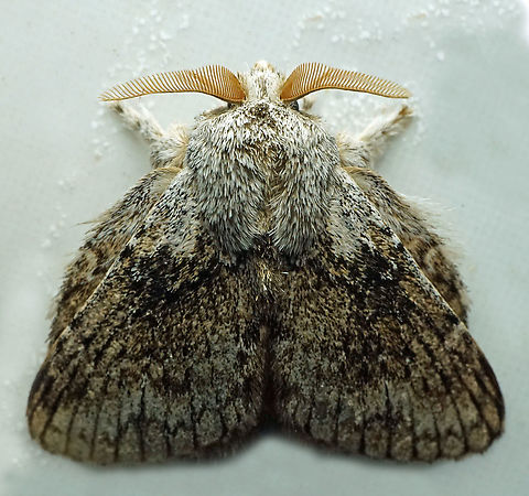 Eugyphis elena Dapa, Valle Del Cauca
2100m