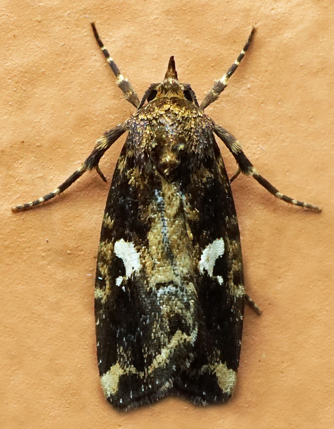 Micromonodes semiluna Dapa, Valle Del Cauca<br />
2100m Micromonodes semiluna