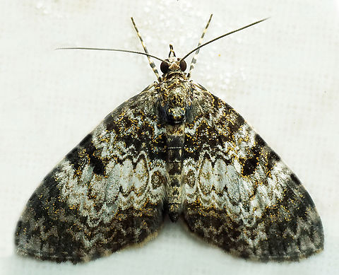 #1366 Dapa, Valle Del Cauca
2100m