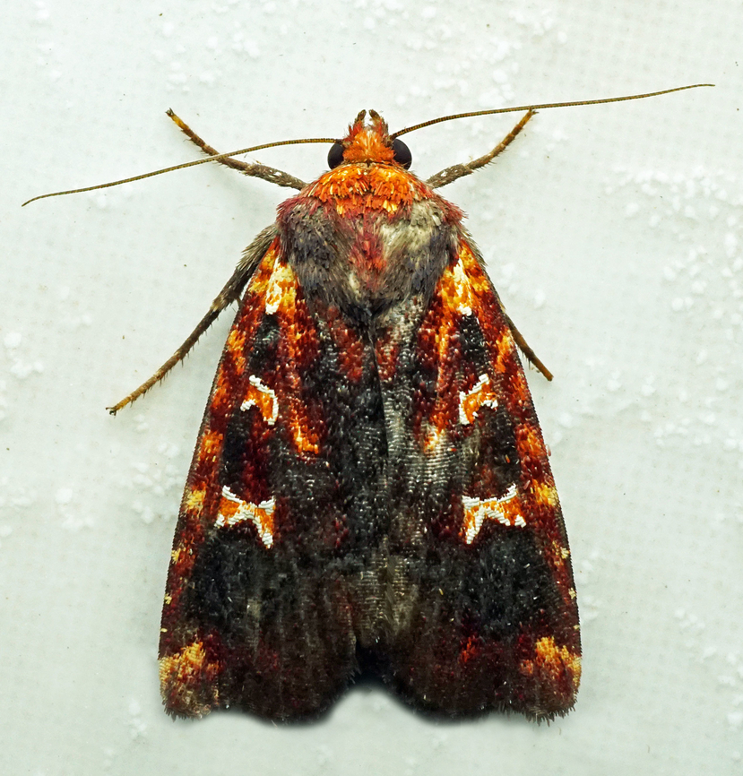 Perigea ignitincta Dapa, Valle Del Cauca<br />
2100m Perigea ignitincta