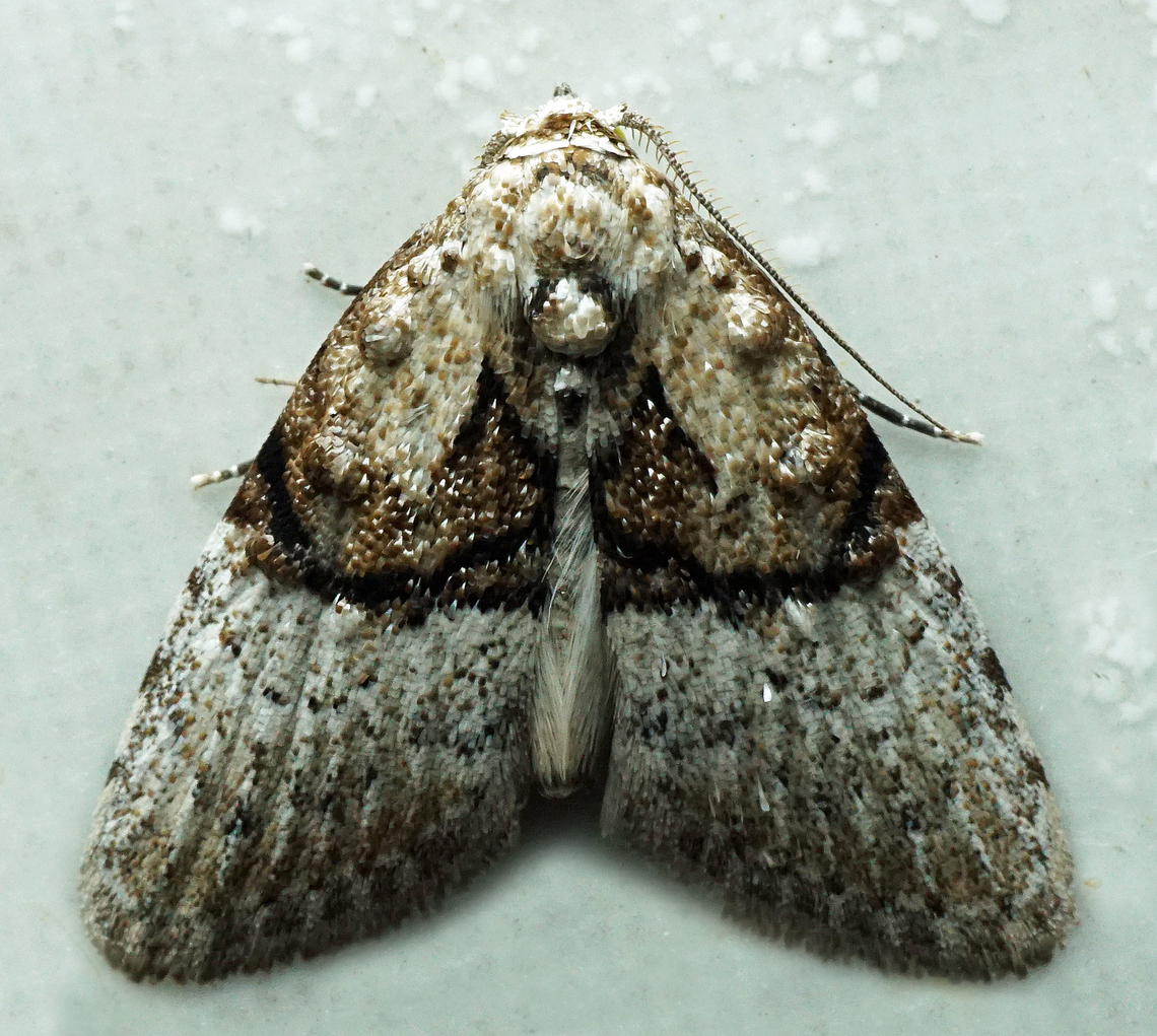 Meganola basifusca Dapa, Valle Del Cauca<br />
2100m Meganola basifusca