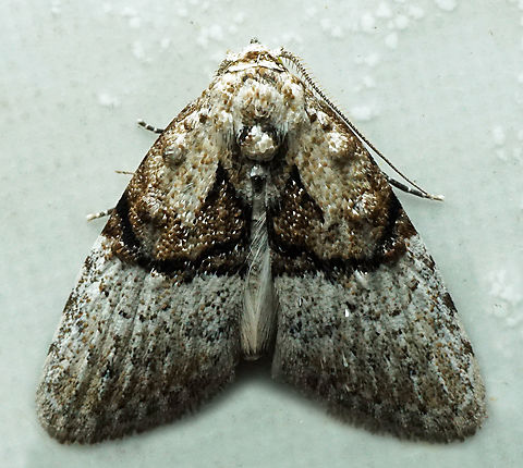 Meganola basifusca Dapa, Valle Del Cauca
2100m Meganola basifusca