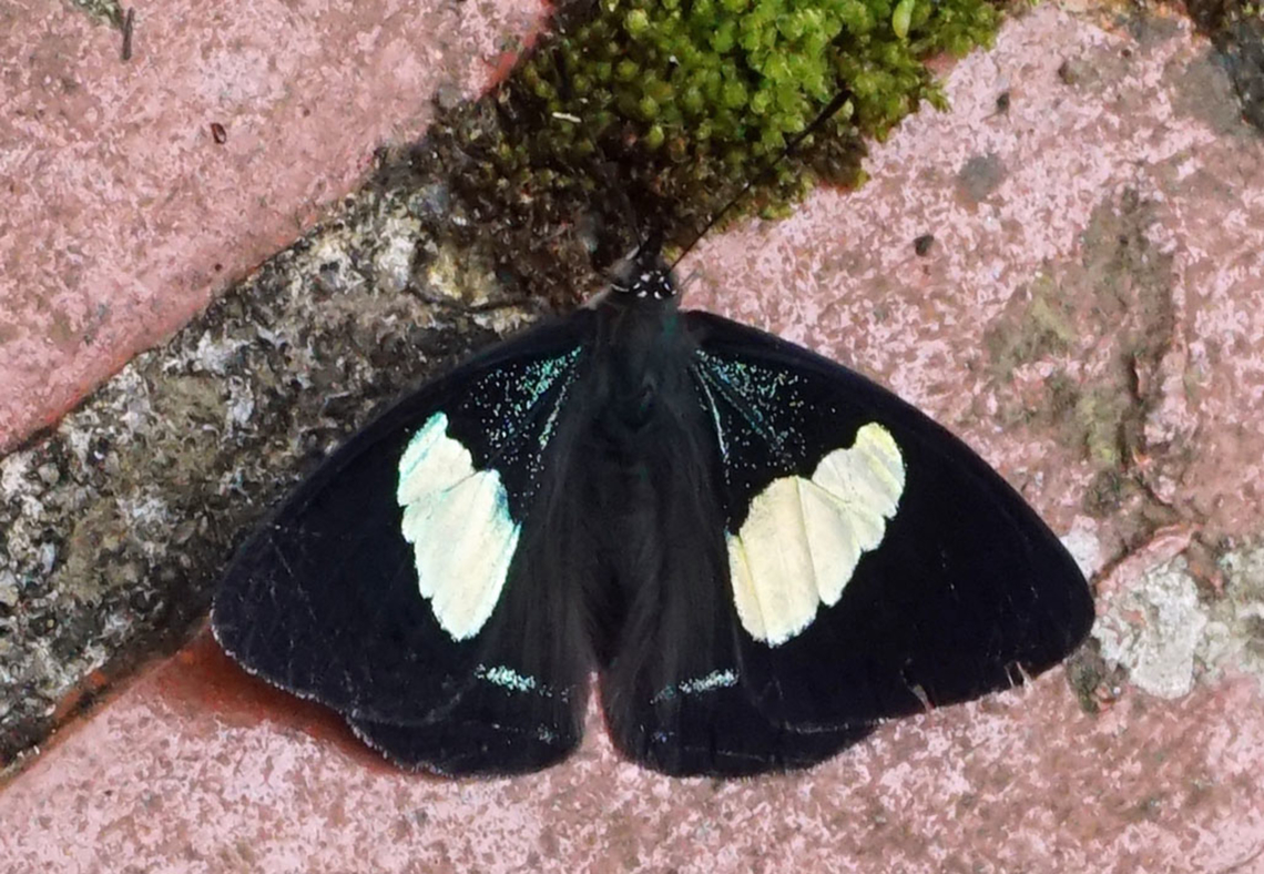 Diaethria clymena marchalii Dapa, Valle Del Cauca<br />
2100m Diaethria clymena marchalii,Widespread Eighty-eight