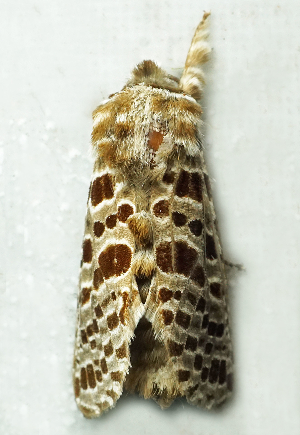 Laberlia sp. Dapa, Valle Del Cauca<br />
2100m<br />