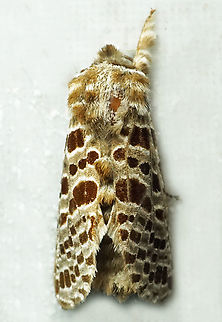 Laberlia sp. Dapa, Valle Del Cauca
2100m