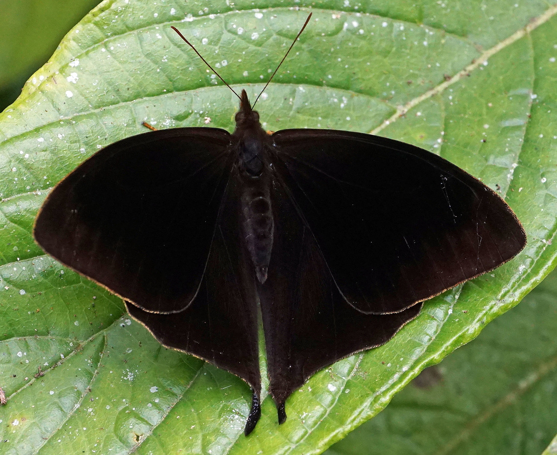 Corades pannonia Dapa, Valle Del Cauca<br />
2100m Corades pannonia