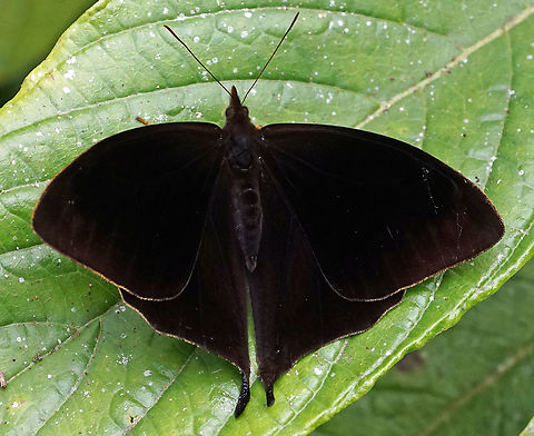 Corades pannonia Dapa, Valle Del Cauca
2100m Corades pannonia