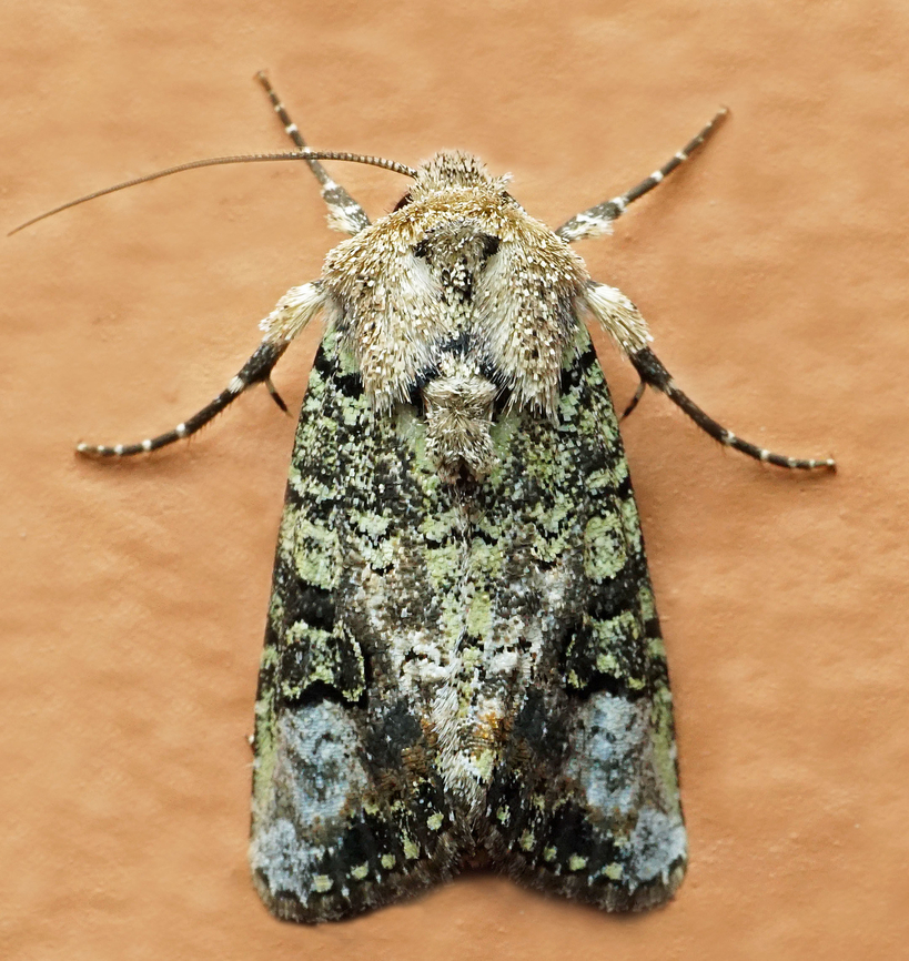 Lacinipolia sp. Dapa, Valle Del Cauca<br />
2100m