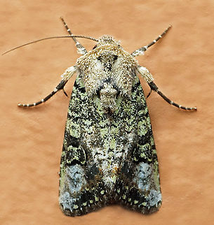 Lacinipolia sp. Dapa, Valle Del Cauca
2100m