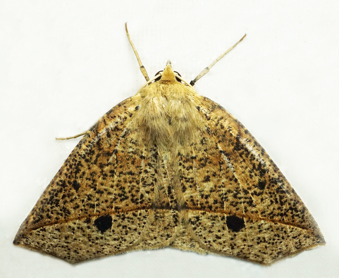 Apiciopsis emilia Dapa, Valle Del Cauca<br />
2100m Apiciopsis emilia