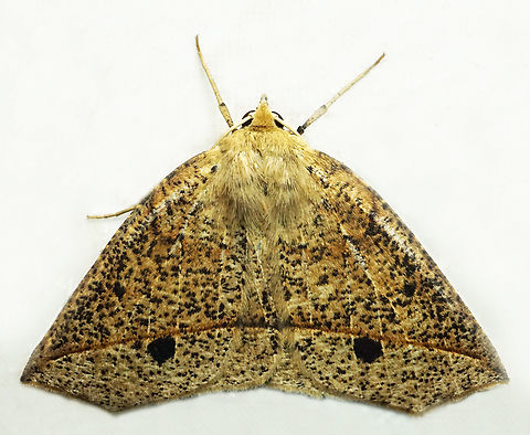 Apiciopsis emilia Dapa, Valle Del Cauca
2100m Apiciopsis emilia