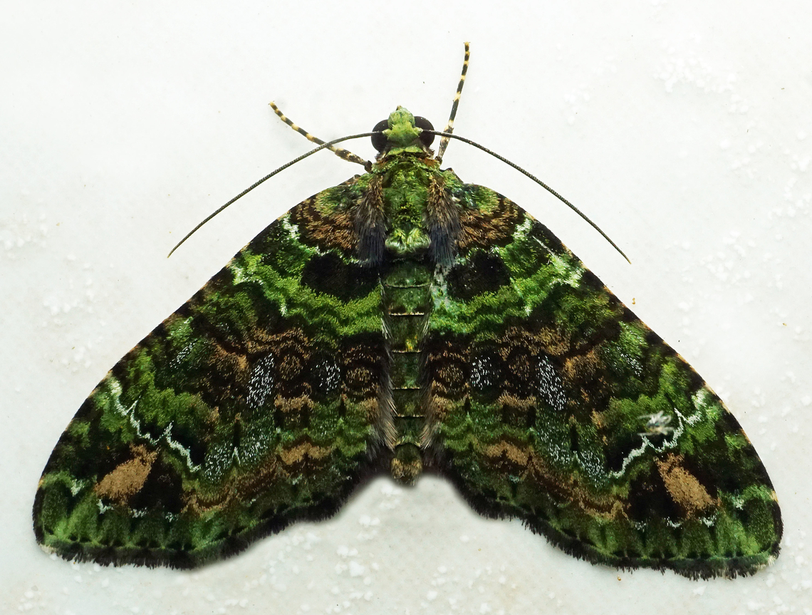 Hammaptera ignifera Dapa, Valle Del Cauca<br />
2100m Hammaptera ignifera