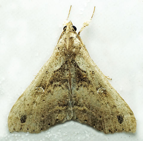 Herminiinae Dapa, Valle Del Cauca
2100m