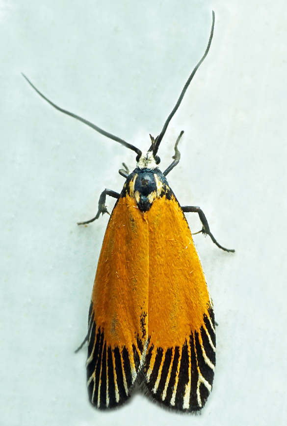 #1368 Dapa, Valle Del Cauca<br />
2100m